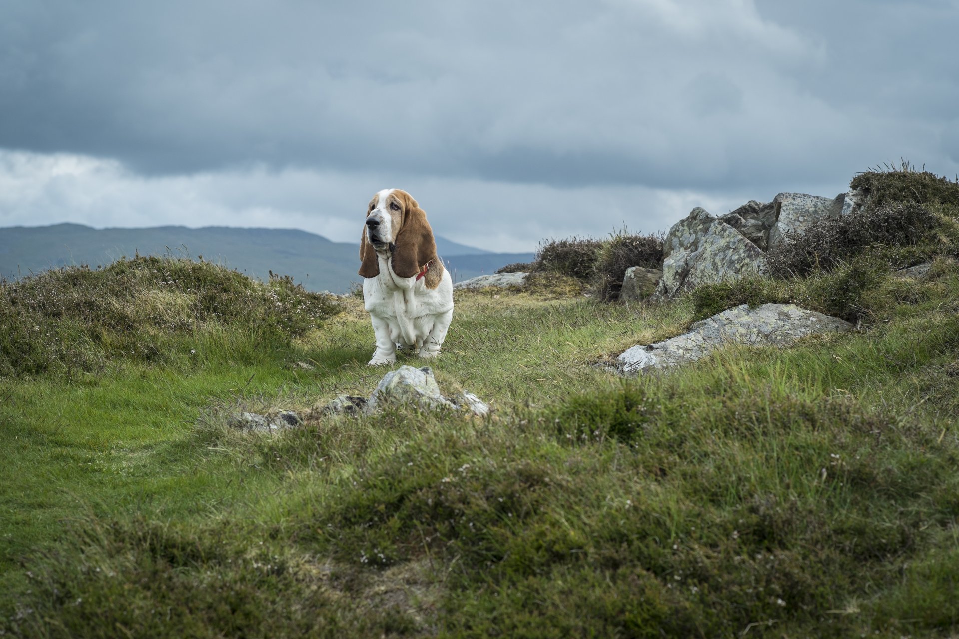 monte snowdon rocas hierba perro basset hound snowdonia parque nacional gales cielo nubes