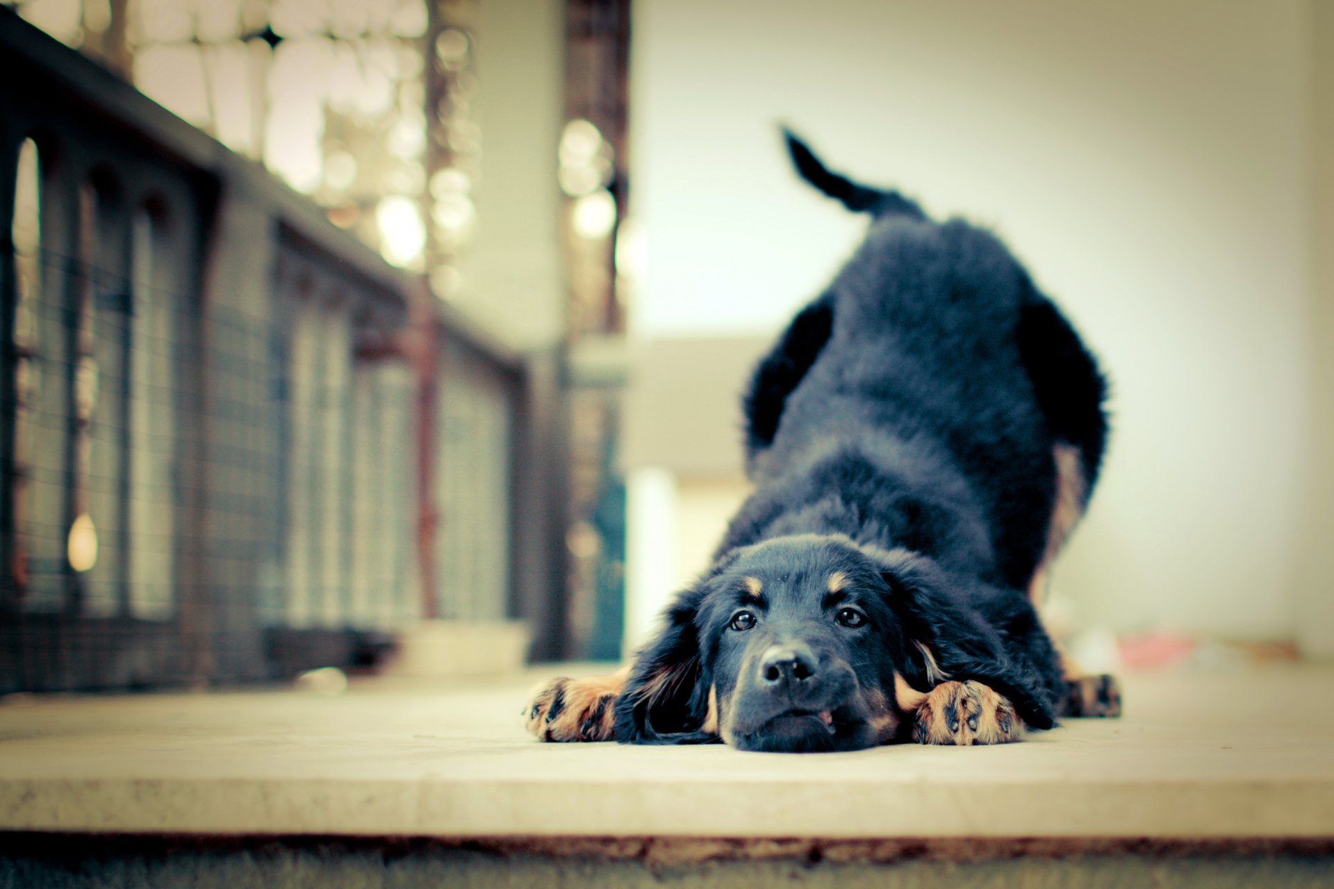 puppy devotion friend