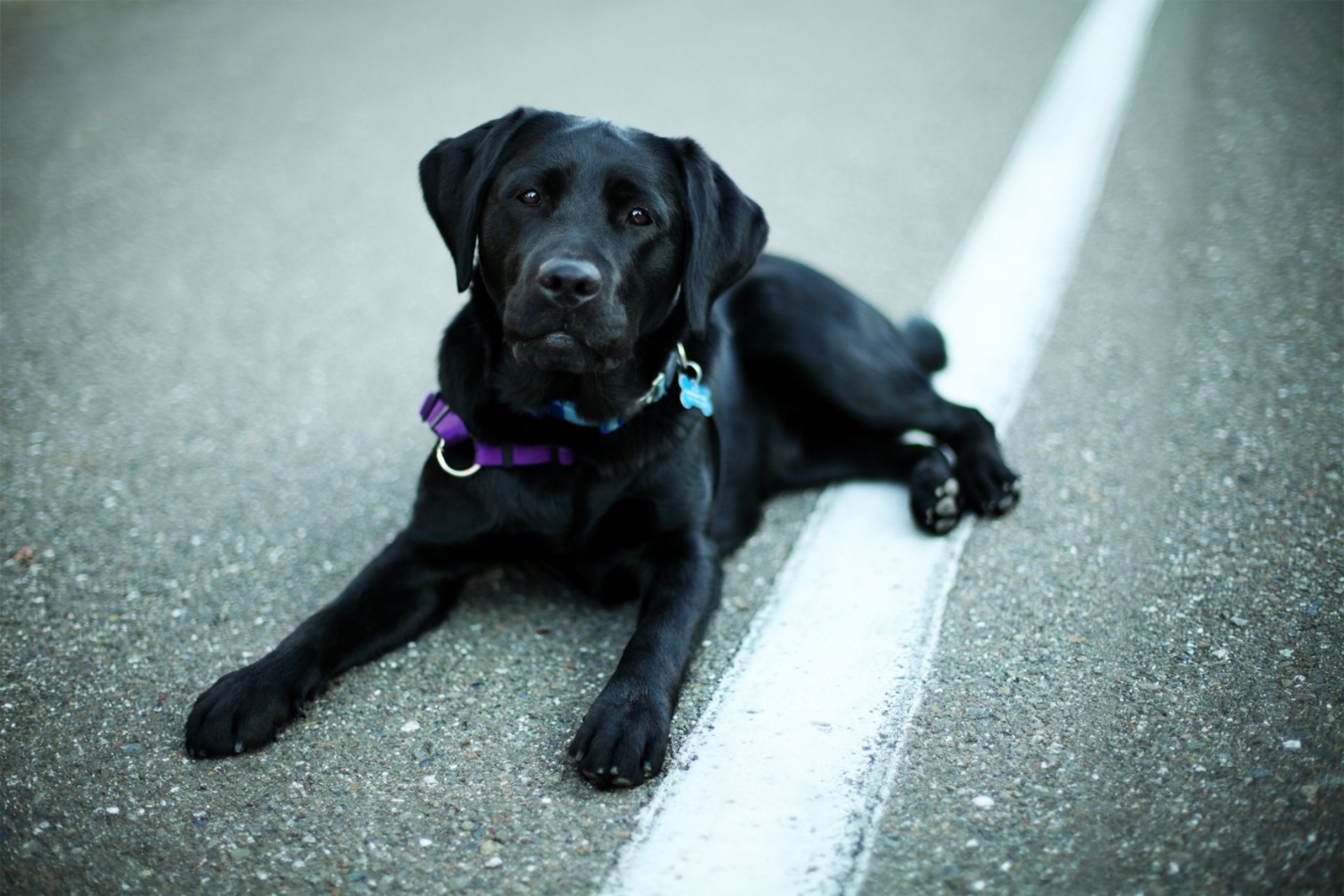 dog dog black labrador retriever muzzle eyes nose