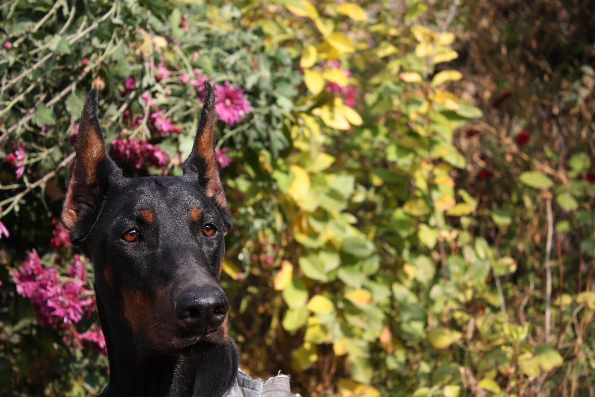 perro doberman shelby cobra de la zoosfera shelby cobra de la zoosfera flores