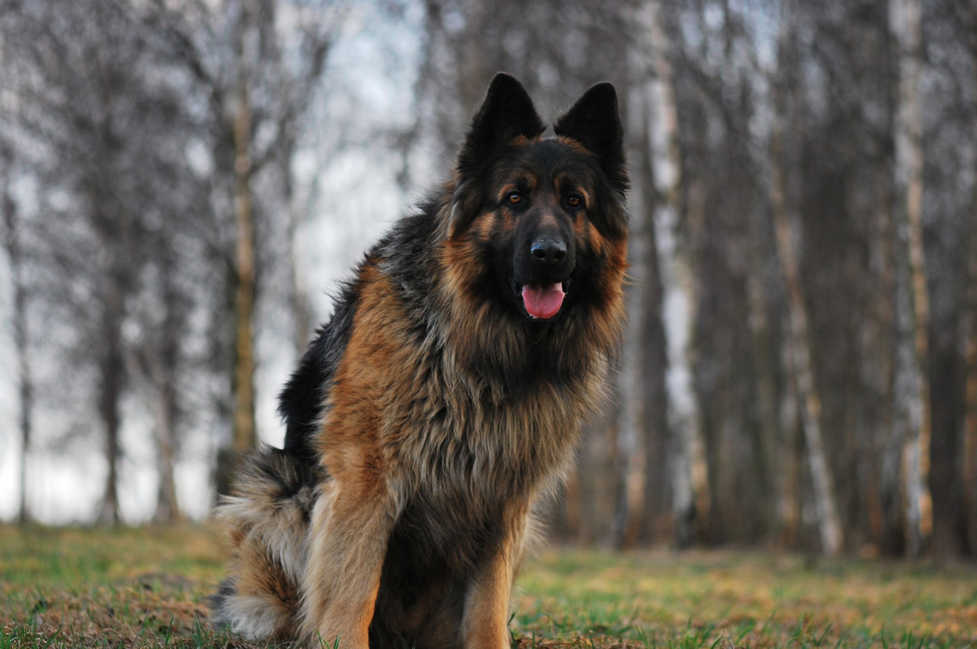 hund hund schäferhund