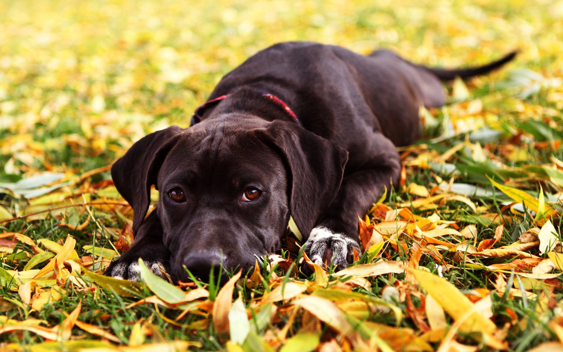 cane vista foglie erba autunno maya