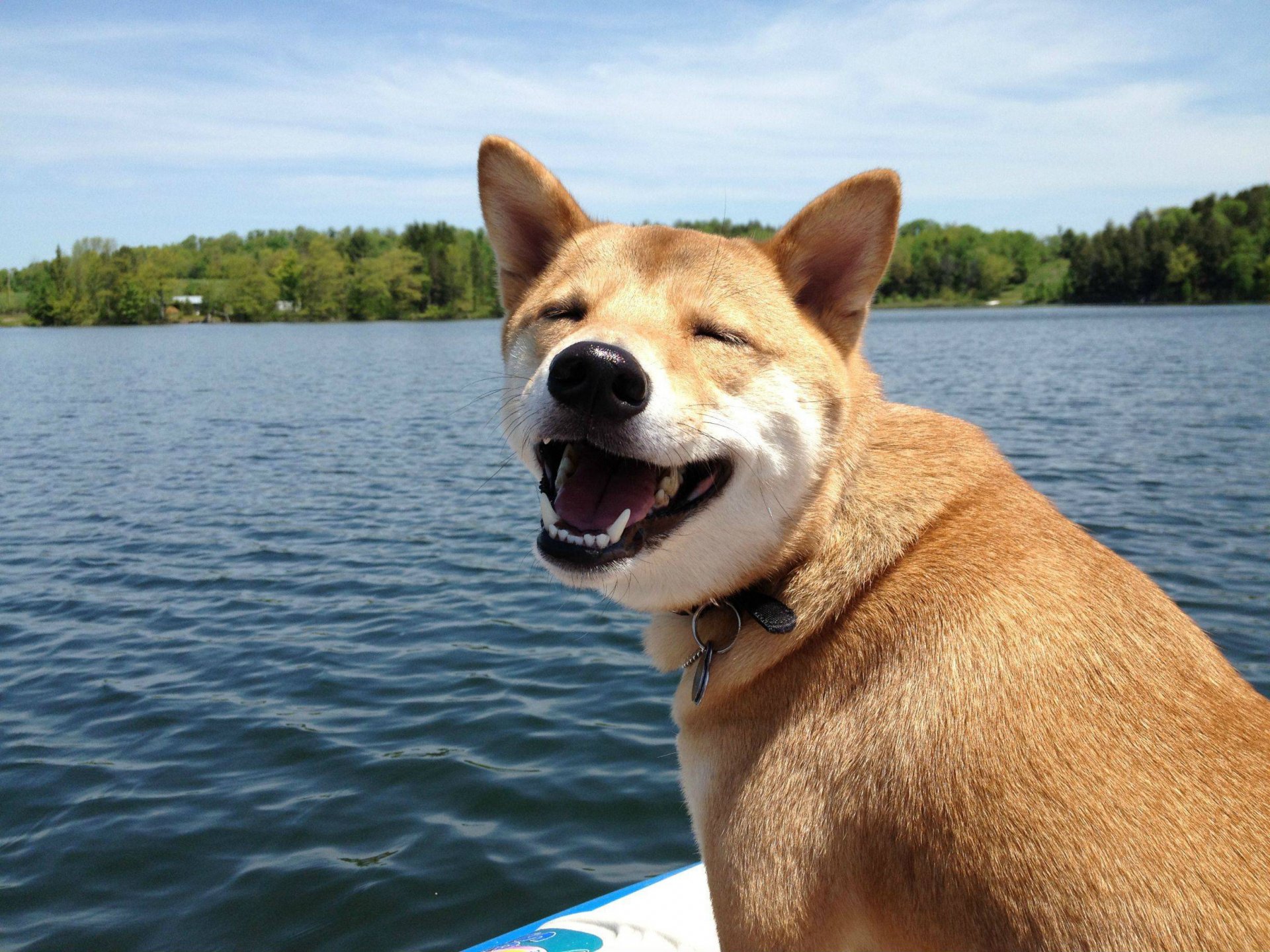 perro sonrisa alegría estado de ánimo