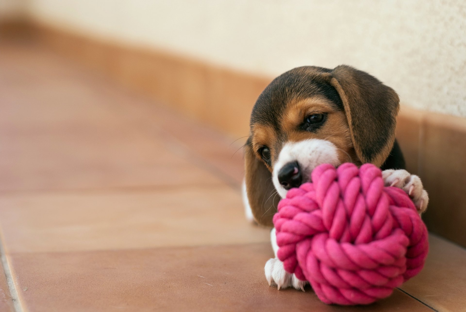 perro cachorro casa