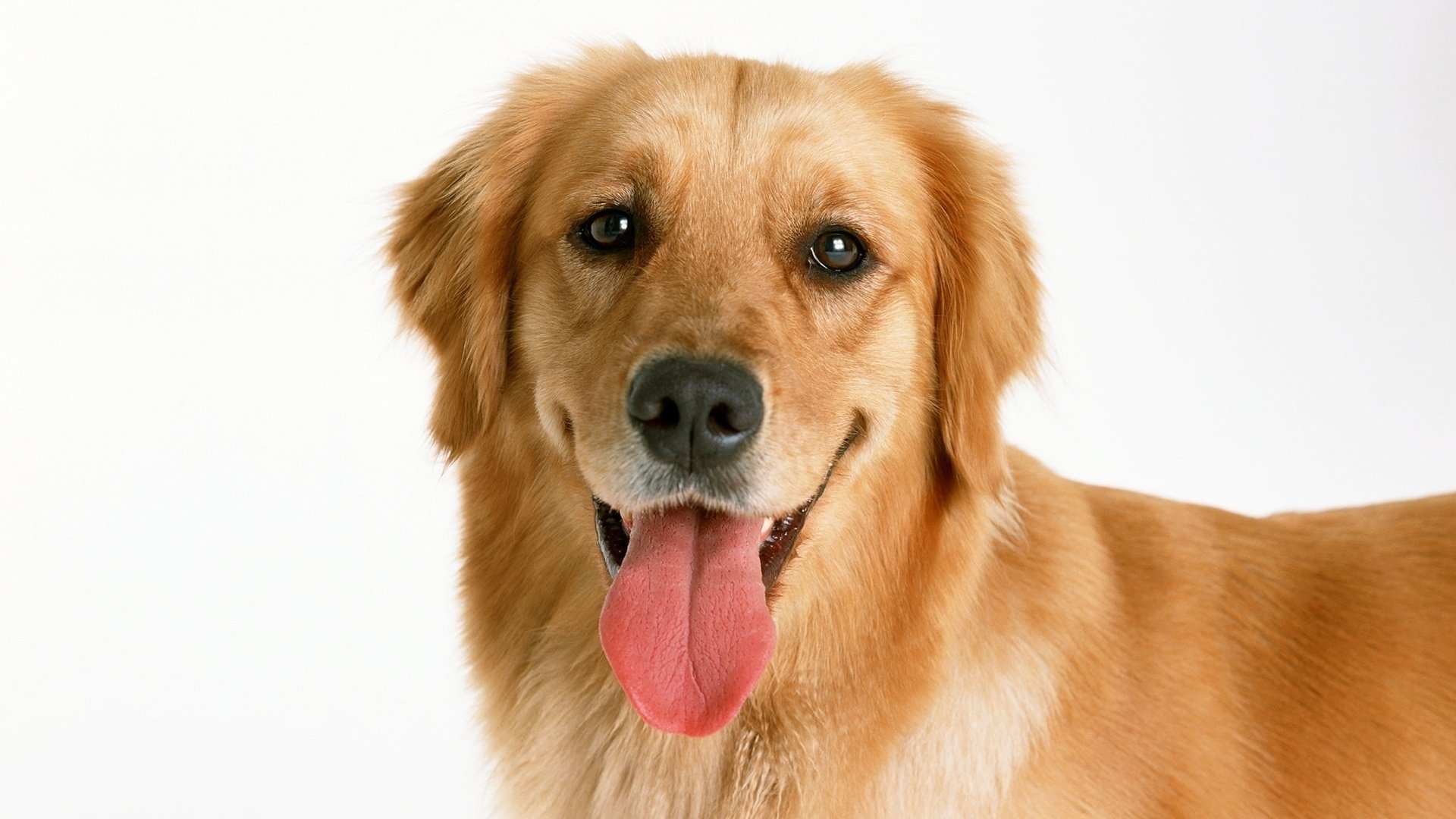 retriever doré langue chien chien museau