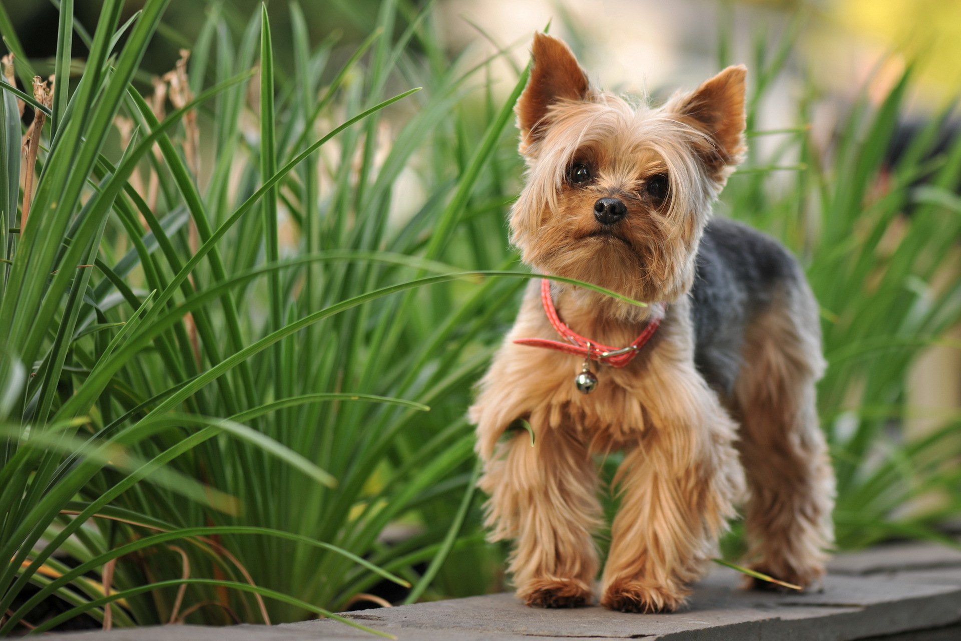 yorkshire terrier dog nature