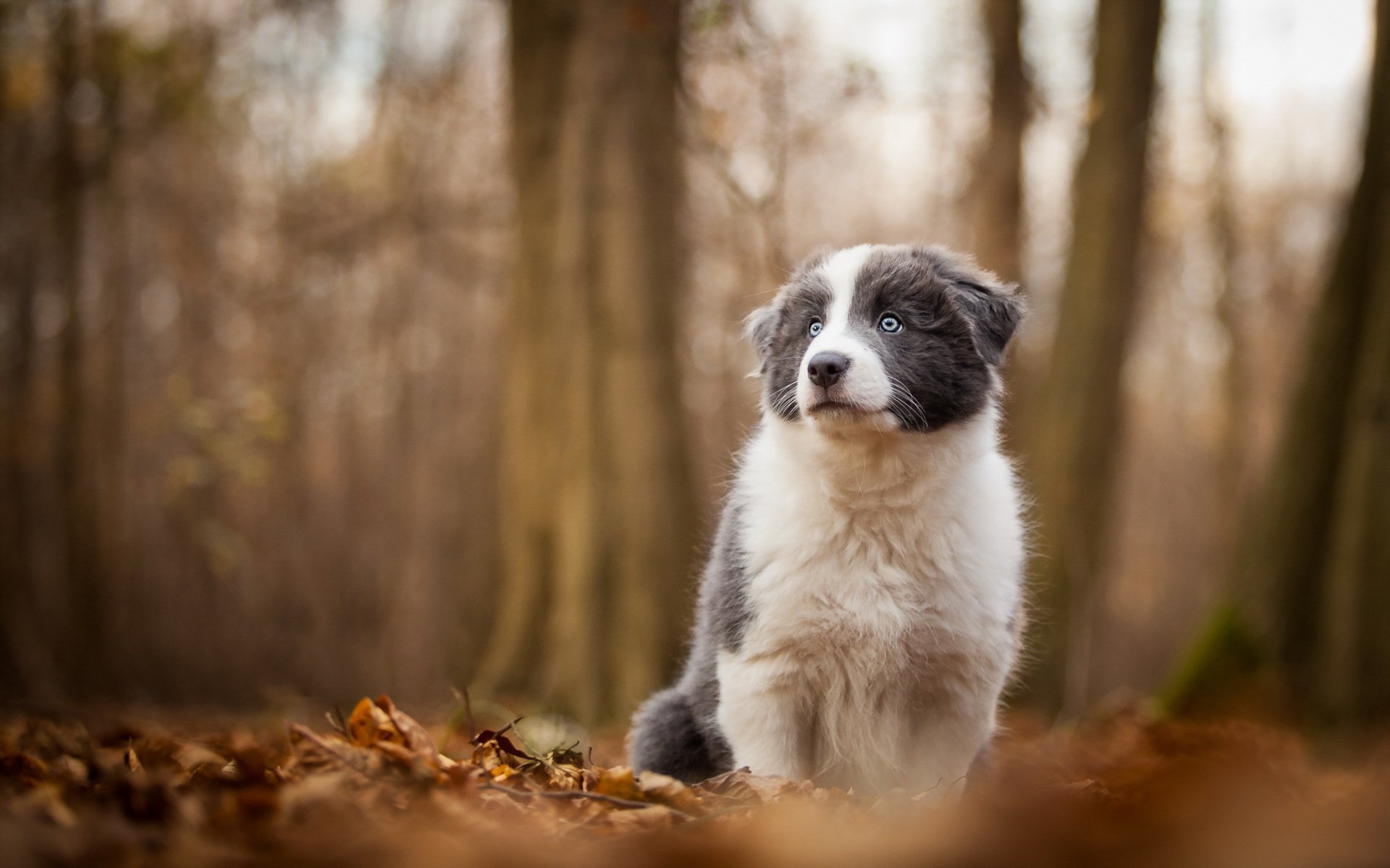 cane sguardo amico