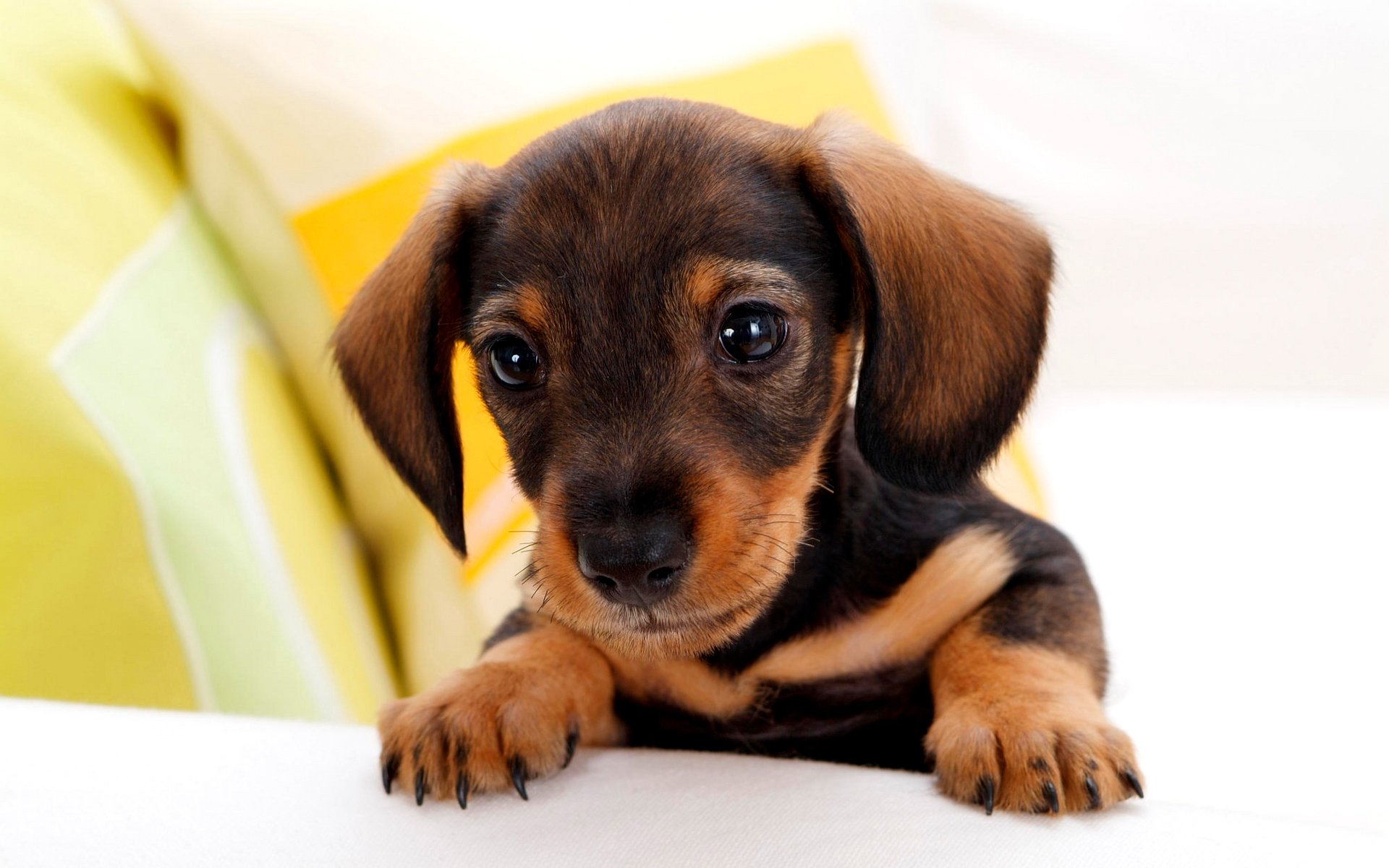 cachorro orejas ojos patas