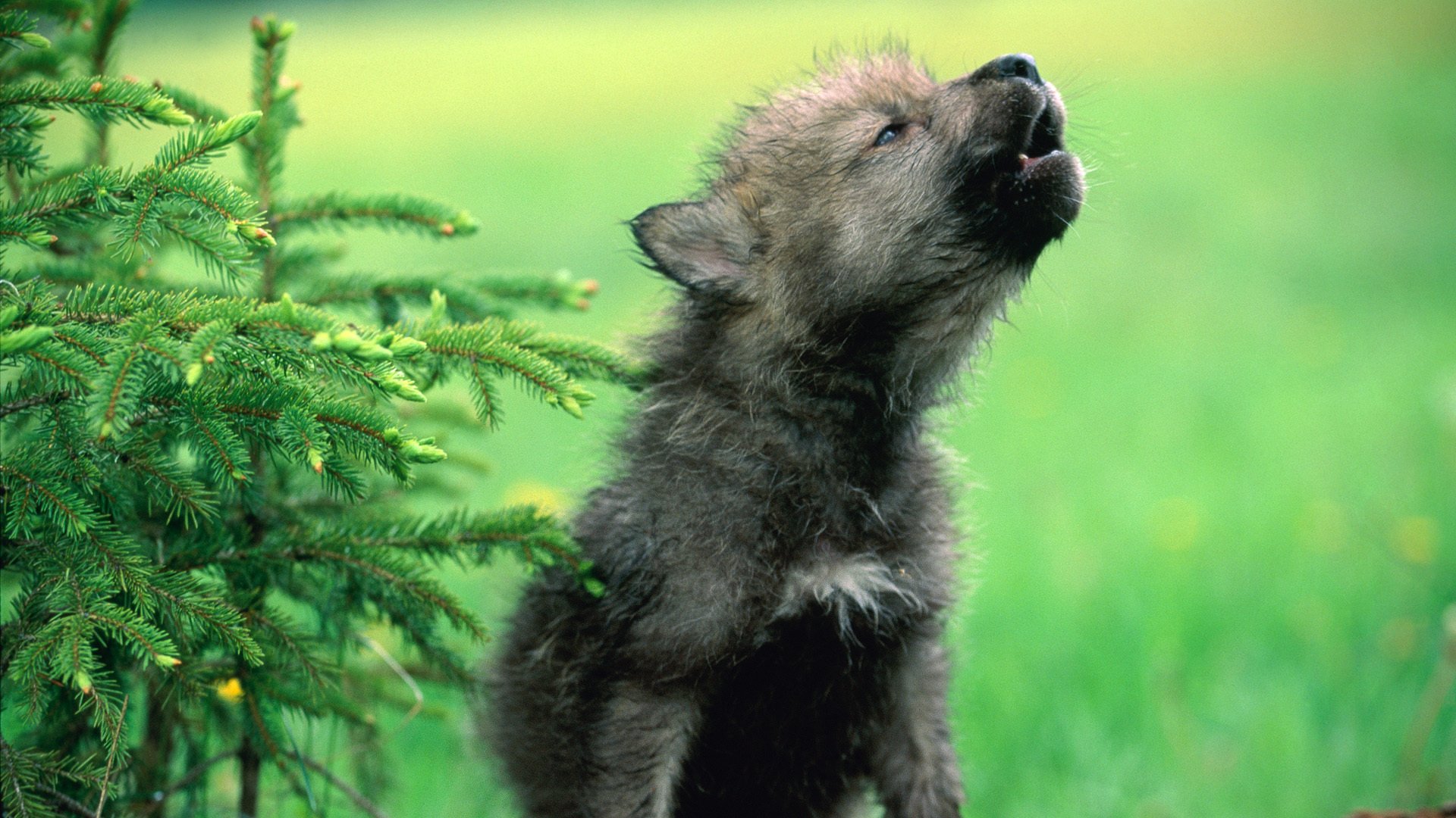 lobo pequeño lobo cachorro cachorro