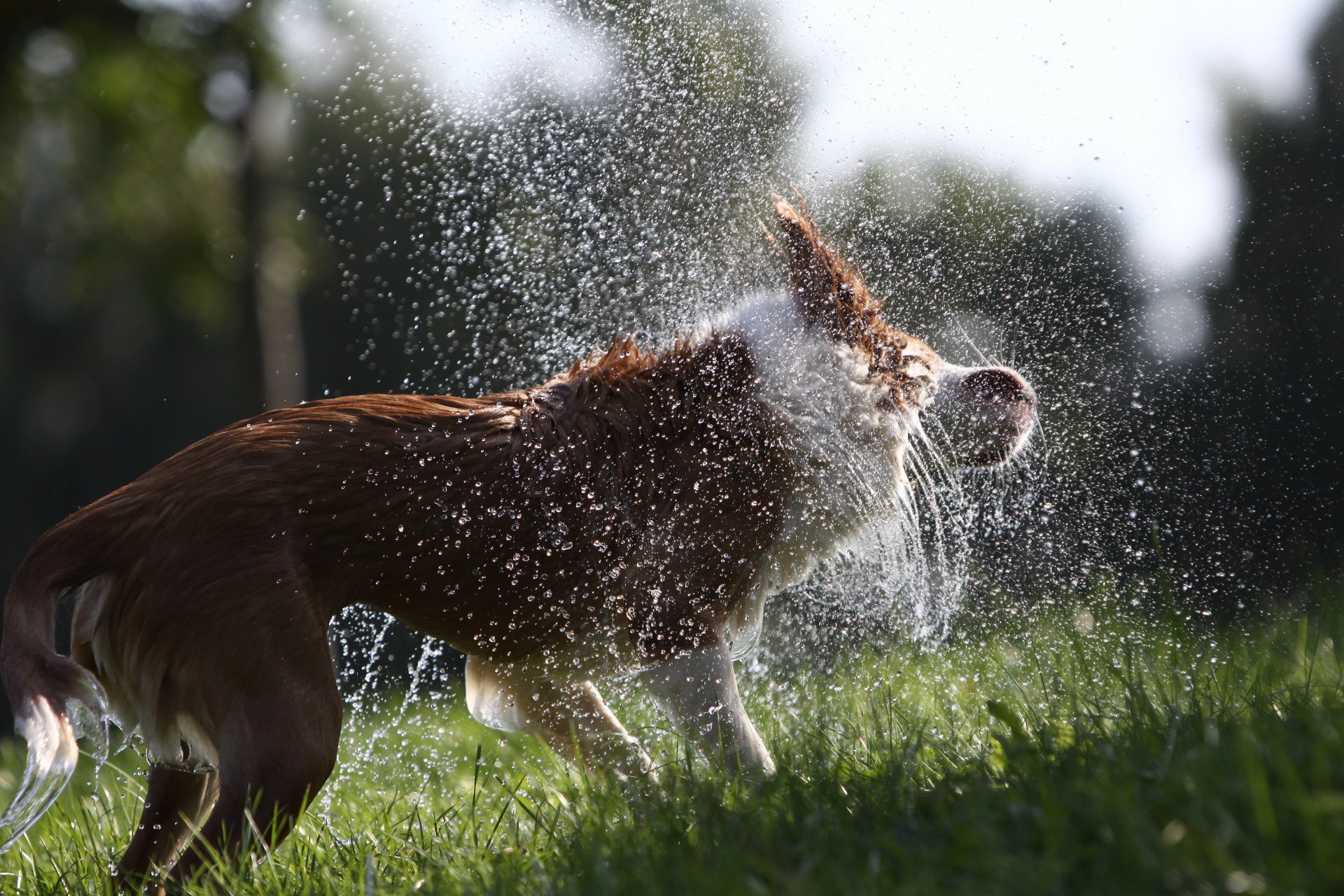 dog spray