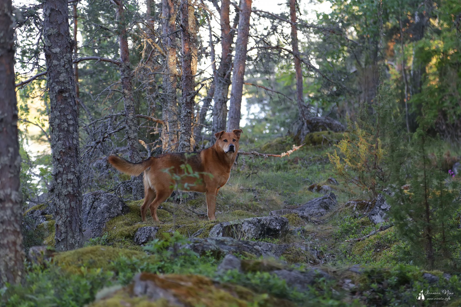 dogs nature landscape