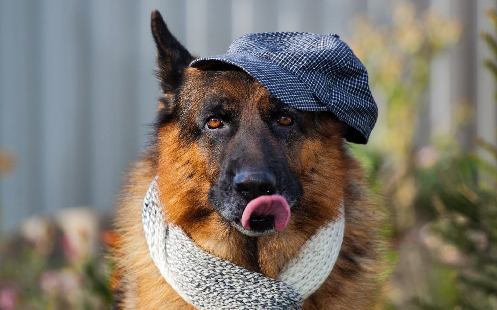 allemand berger casquette écharpe langue museau