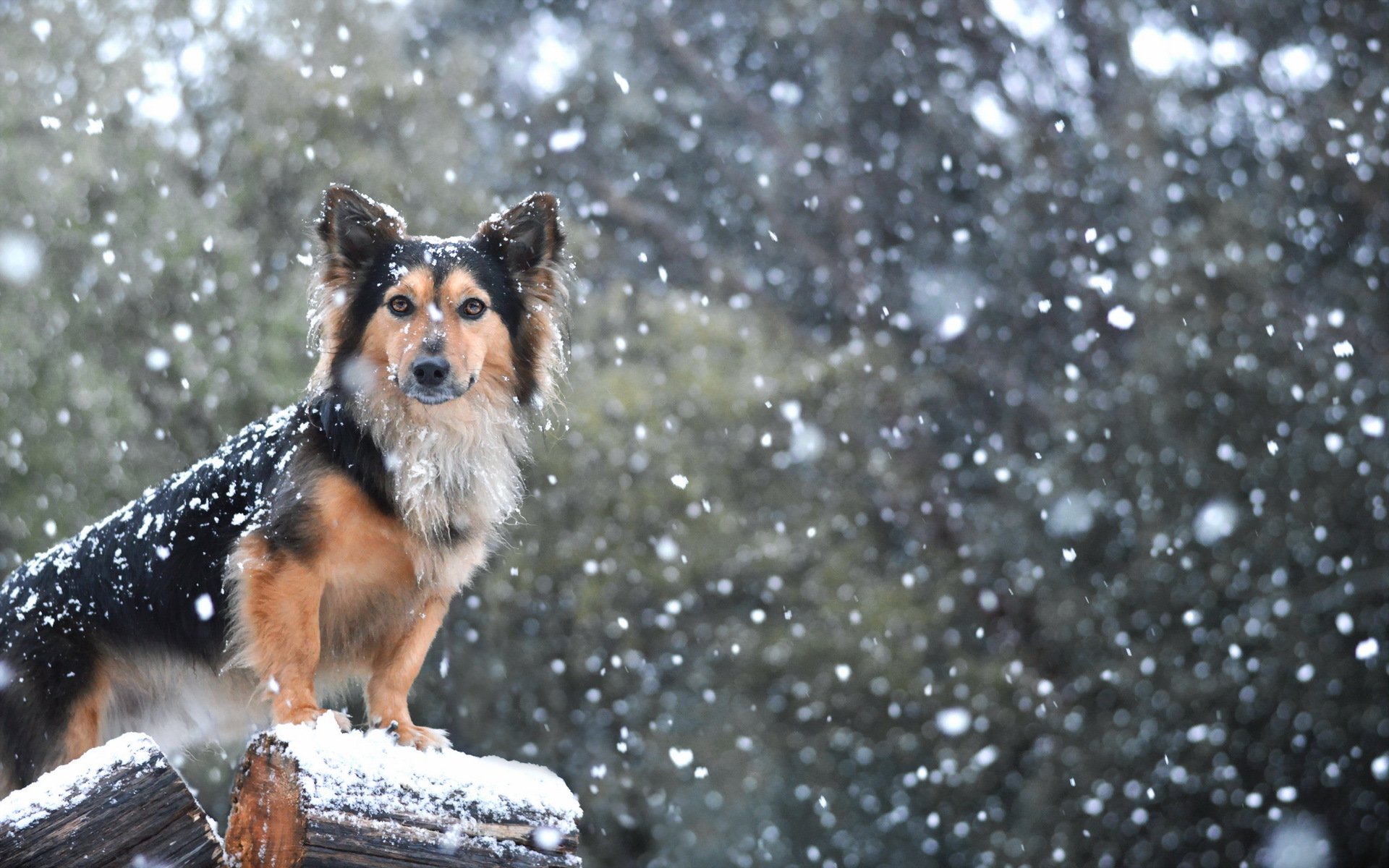 dog view other snow