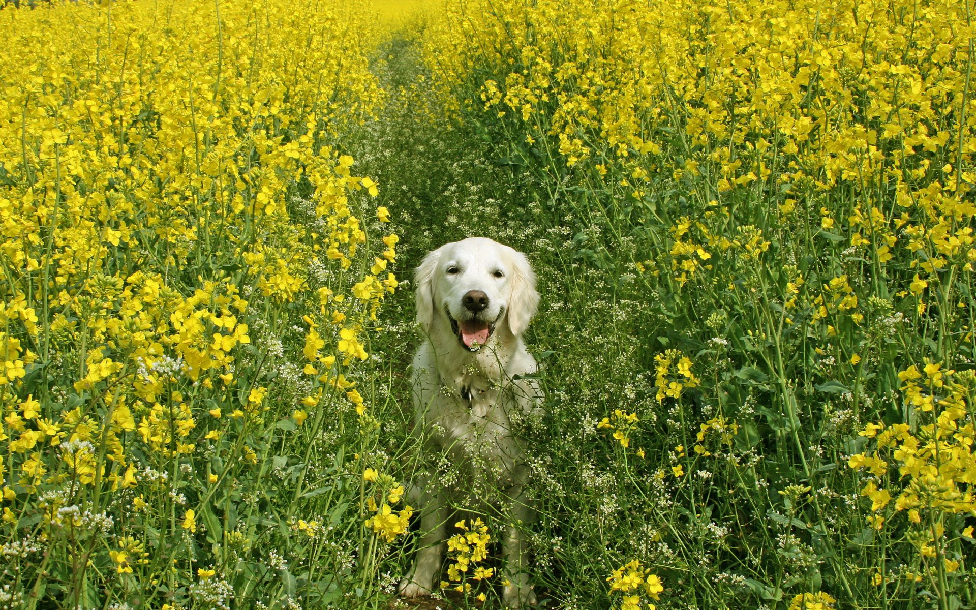 perro campo verano canola