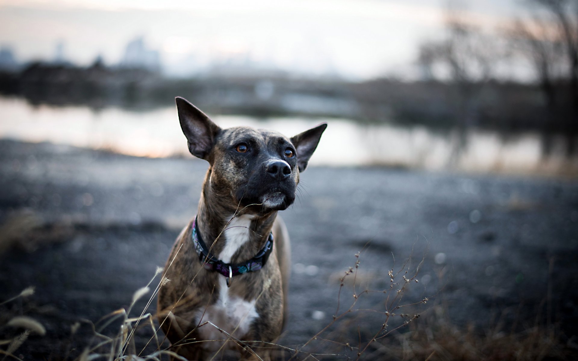 chien regard ami