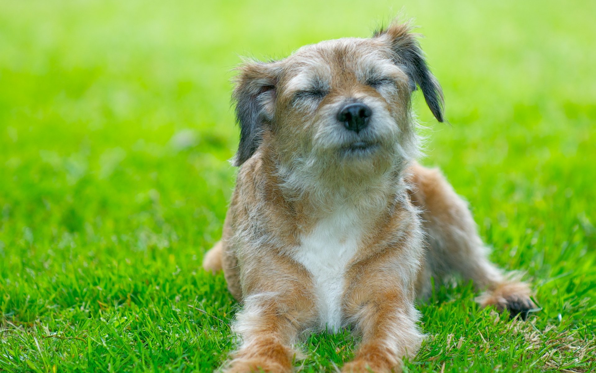 chien champ été