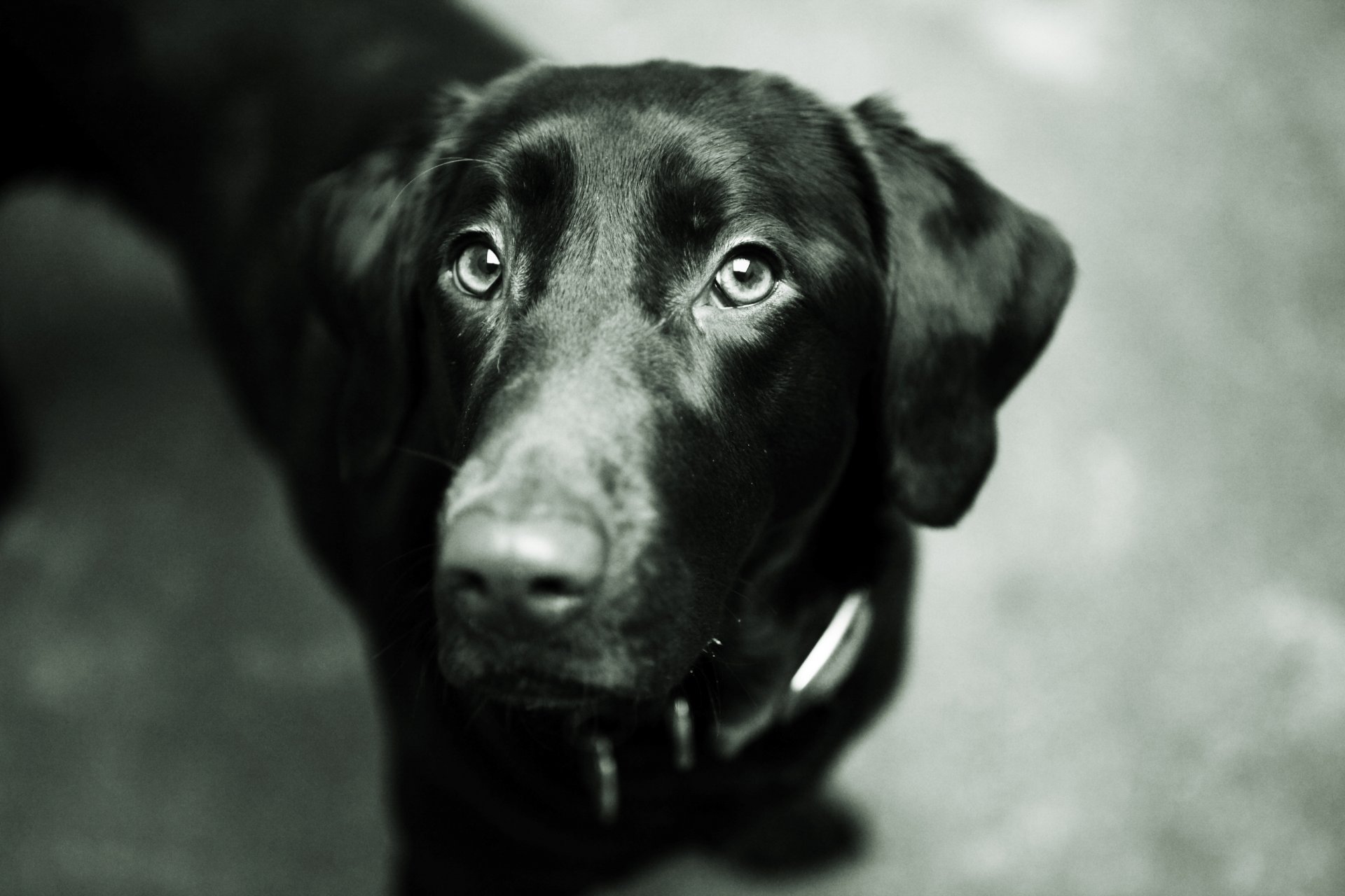 dog dog black labrador retriever muzzle eyes nose