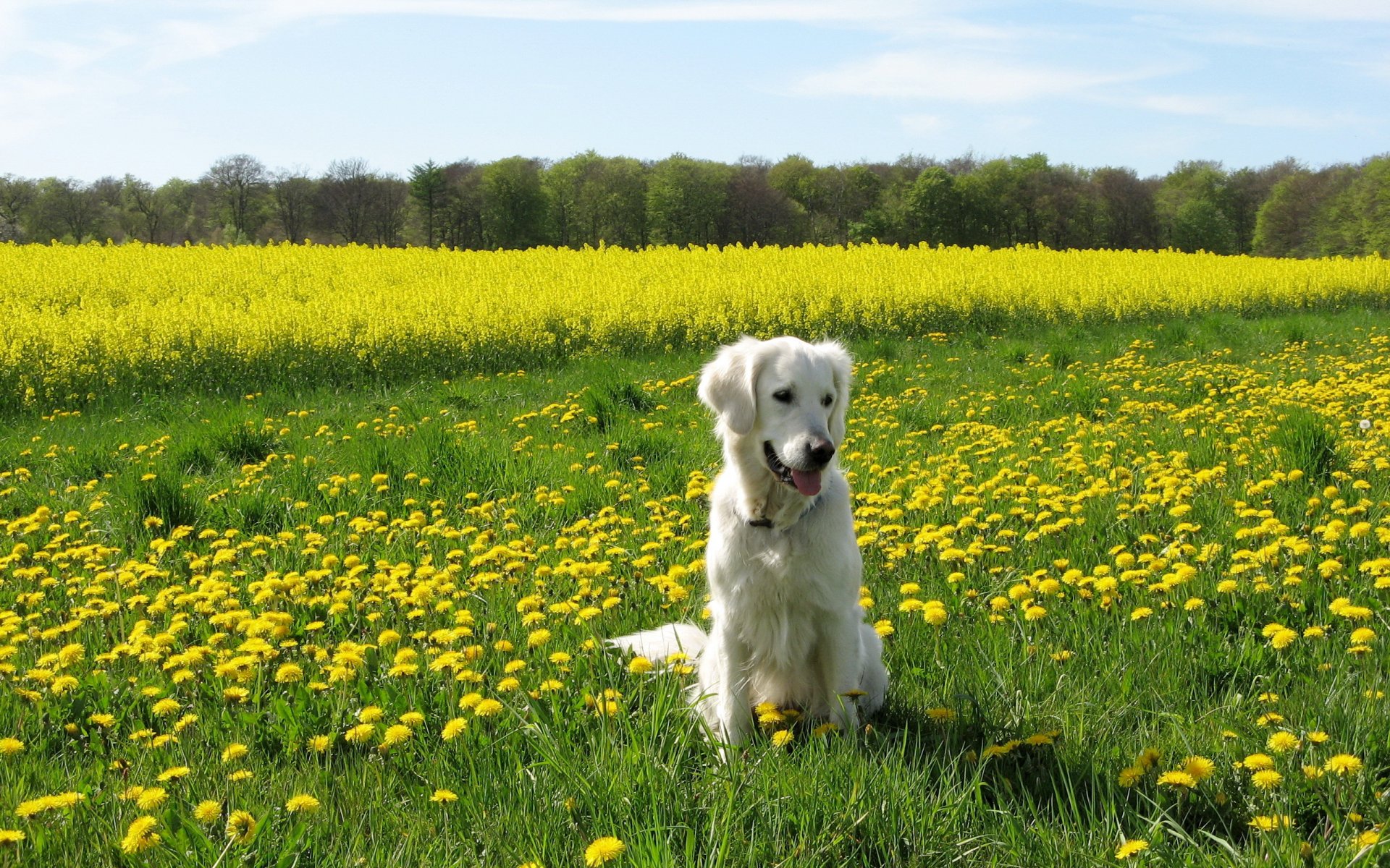 perro campo verano