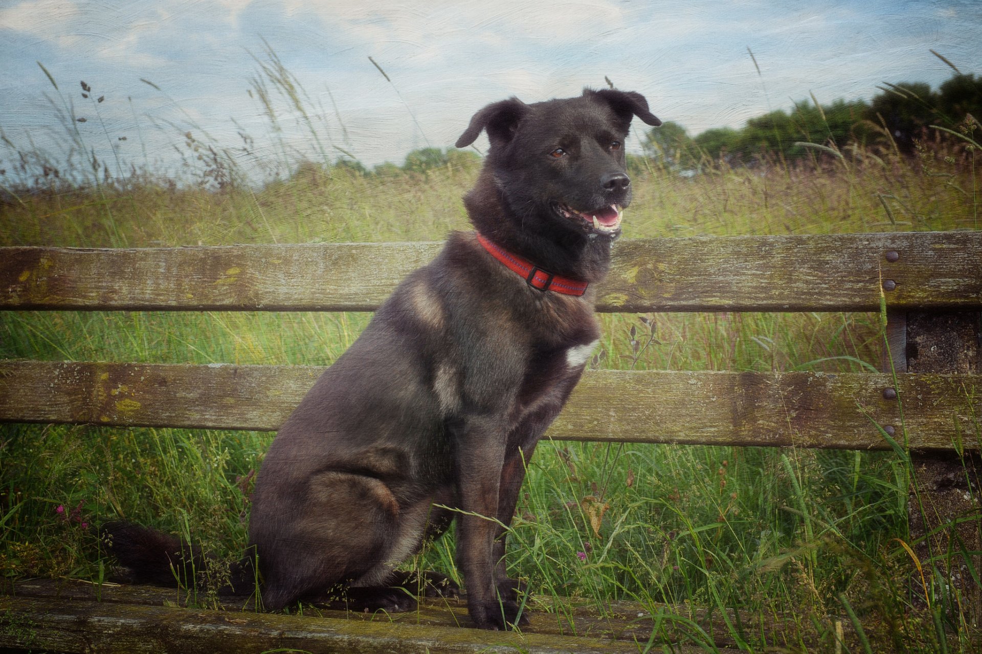 the field grass bench dog summer texture