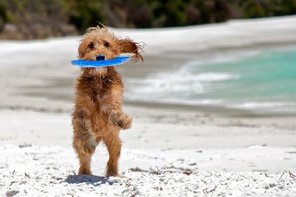 Puppy has fun playing on the beach