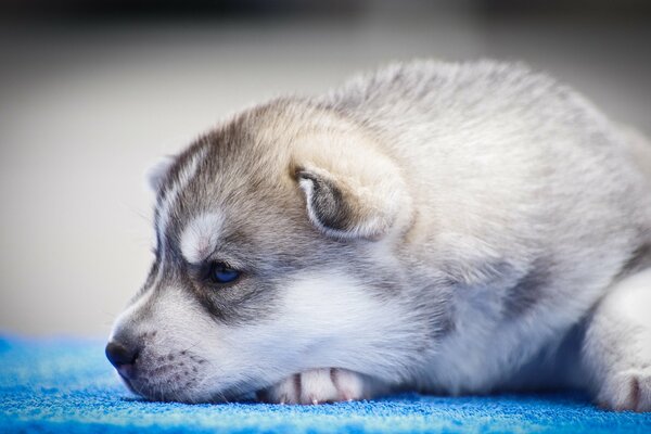 Chiot triste regard pensif