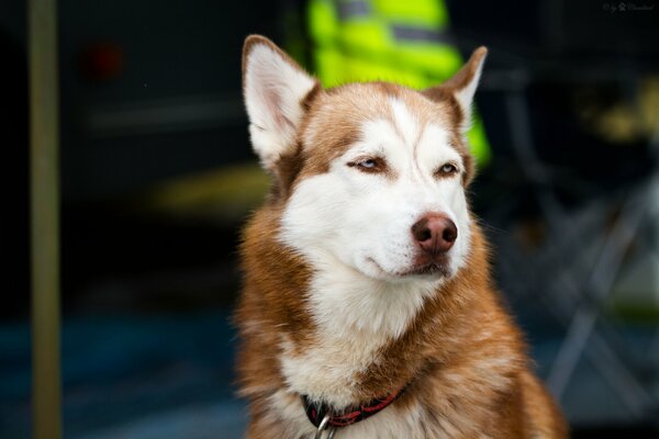 Husky dog is waiting for the owner