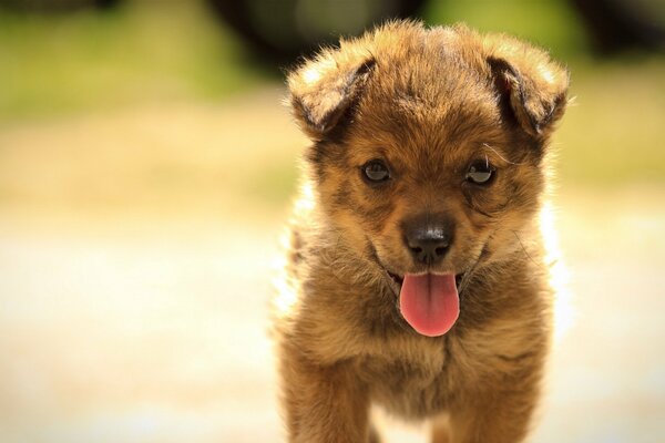 A little puppy on a walk. The dog walks in the summer