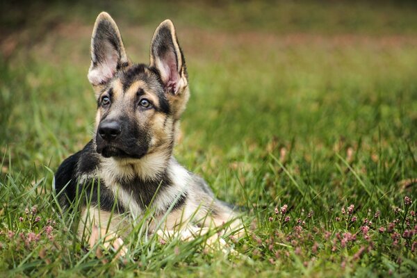 The puppy s interested look into the distance