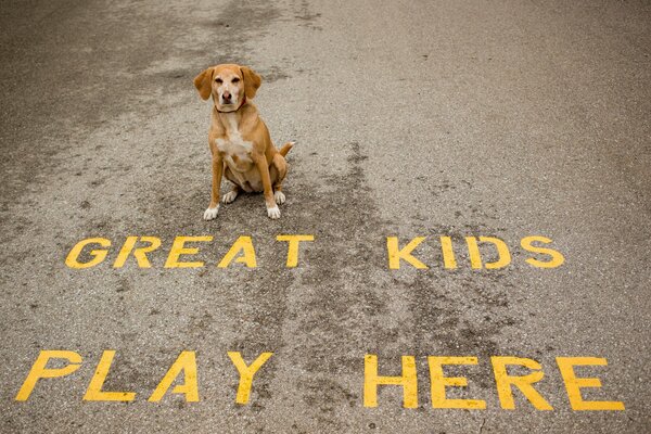 A dog sitting on the road