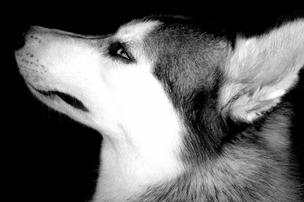 Perfil hocico Husky blanco y negro