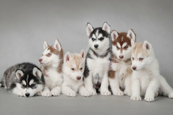 Sechs Husky-Welpen in verschiedenen Farben