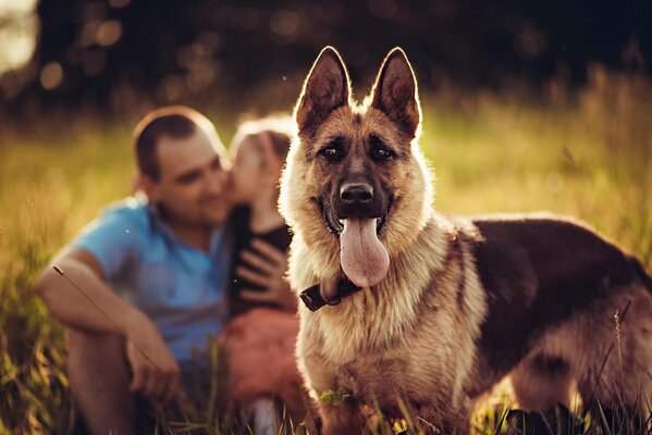 Sheepdog against the background of its owners