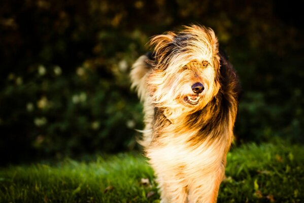 Der Hund steht im Wind