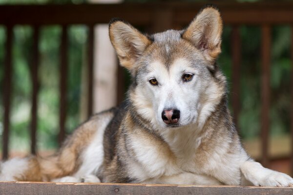 Ein bescheidener Hund mit einem traurigen Blick auf das Leben