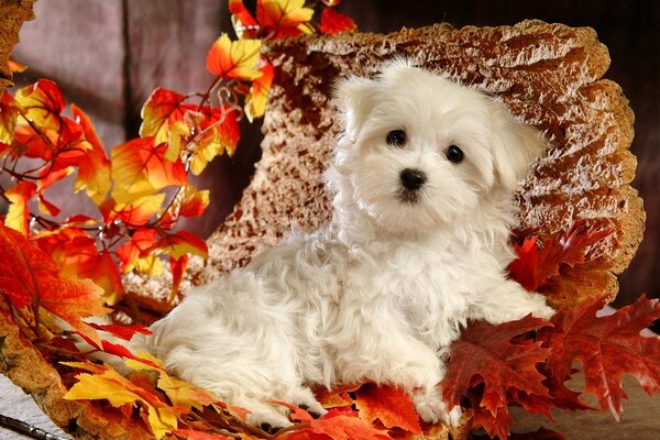 Petit chiot se trouve sur les feuilles d automne