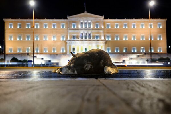 A lonely stray dog on the street