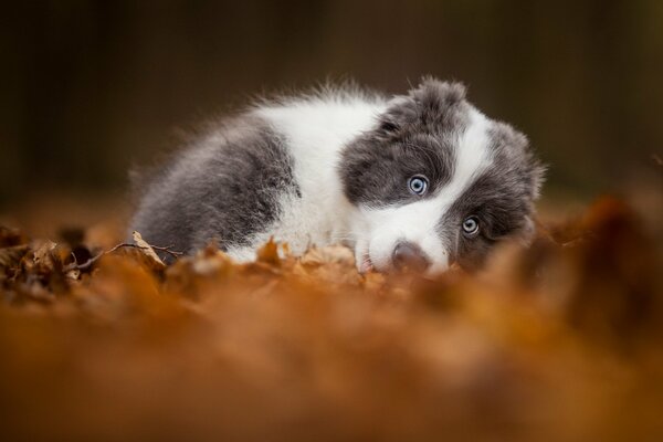 A little puppy curled up on autumn leaves