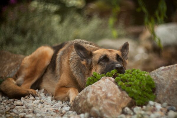 A beautiful shepherd dog on gravel laid its muzzle on a stone