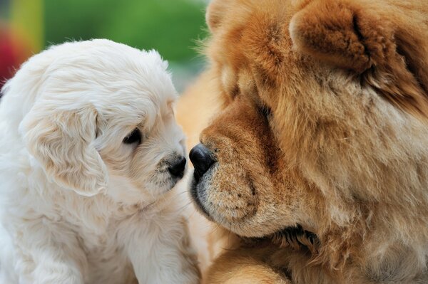 Connaissance des chiens reniflant les uns les autres