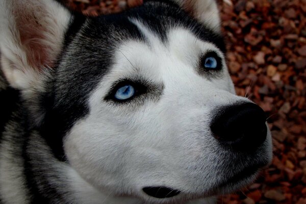 Perro Husky animal amante de la paz