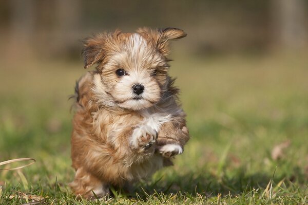 Cute running puppy on the grass