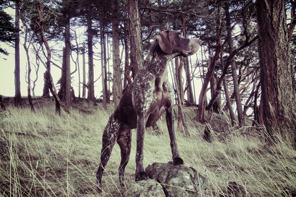 Chien dans la forêt sur la nature sur la pierre