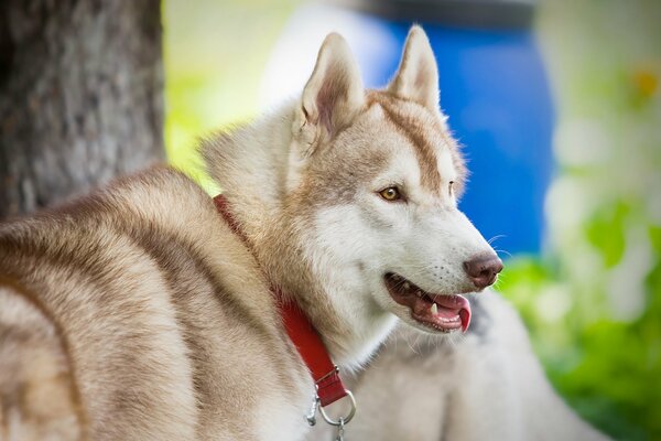 Laika es el amigo más dedicado con una mirada inteligente