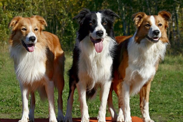 Tre cani razza Border Collie