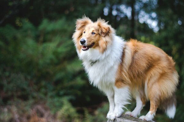 Shetland dog walks in nature