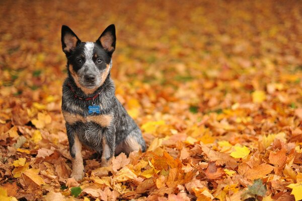 Pense que le chien est enfin arrivé une très belle période de l année