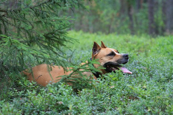 Staffordshire Terrier came across blueberries