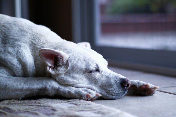 Weißer Hund schläft auf einem Teppich