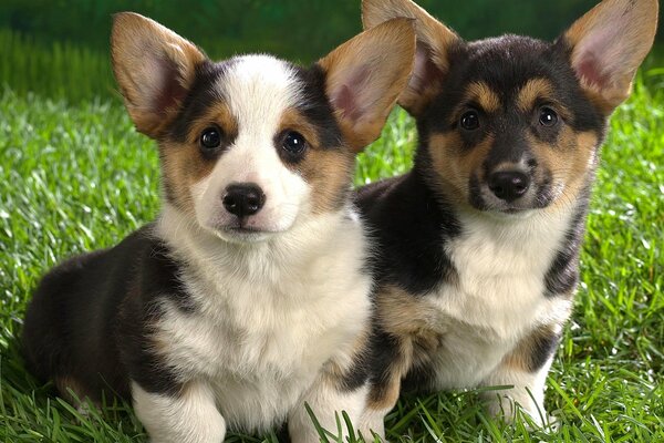 Due cuccioli sull erba che camminano