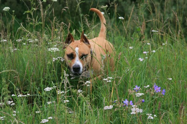 Staforthshire Terrier spaziert über Blumenwiesen